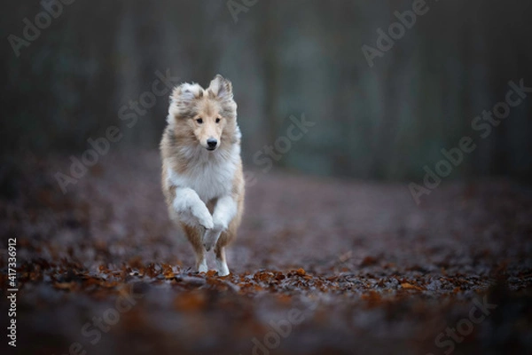 Obraz 7 month old Shetland Sheepdog puppy running in the forest