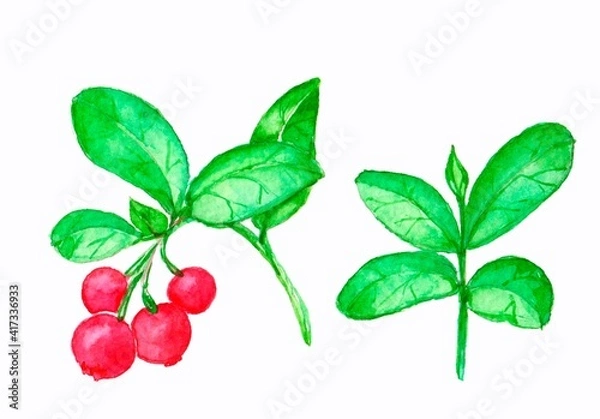 Obraz watercolor drawing, element, berry, isolated