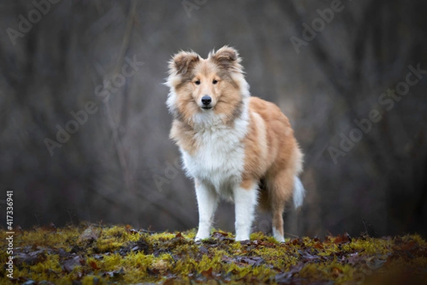 Obraz Shetland Sheepdog male standing in the forest