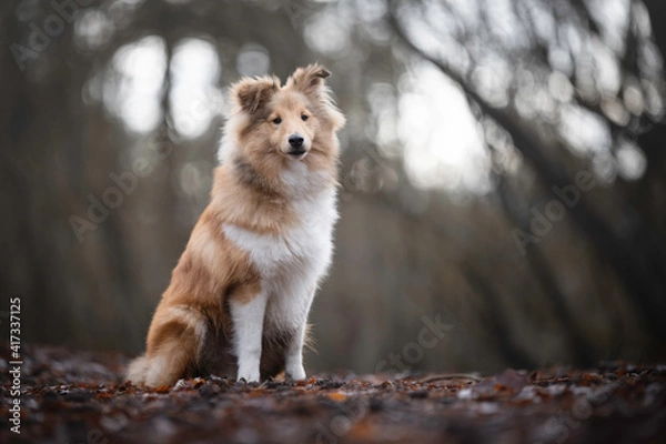 Obraz Beautiful young Sheltie male sitting in the forest with backlight