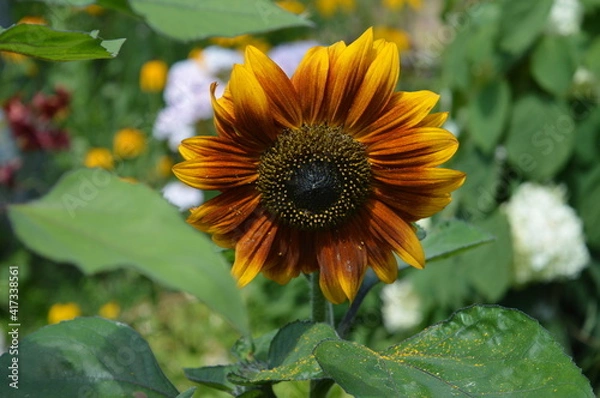 Fototapeta decorative sunflower