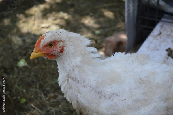 Fototapeta chicken