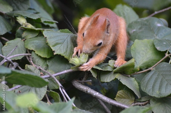 Fototapeta a squirrel in the foliage eats a nut