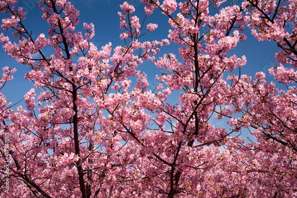 Obraz 萩市の河津桜