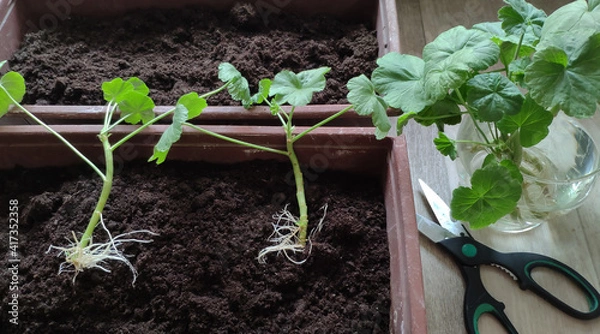 Fototapeta Propagation of pelargonium by cuttings. Boxes with seedlings.