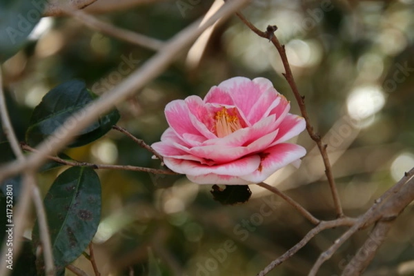 Obraz 森に咲く椿　日月