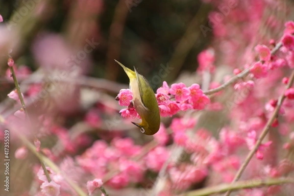 Obraz 梅の花が好きなメジロ