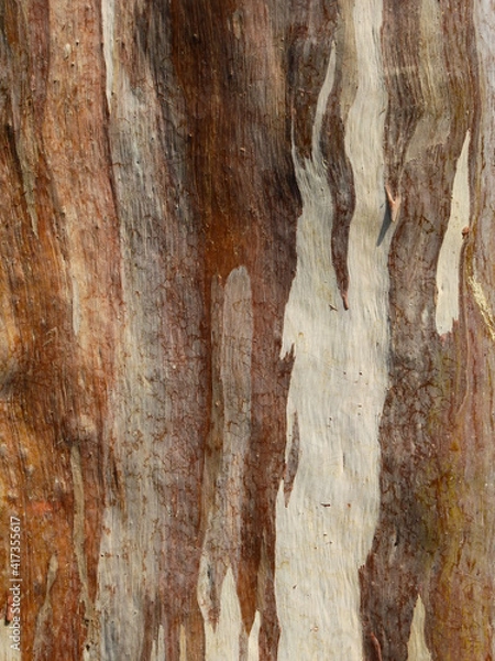 Fototapeta Eucalyptus deglupta tree bark texture