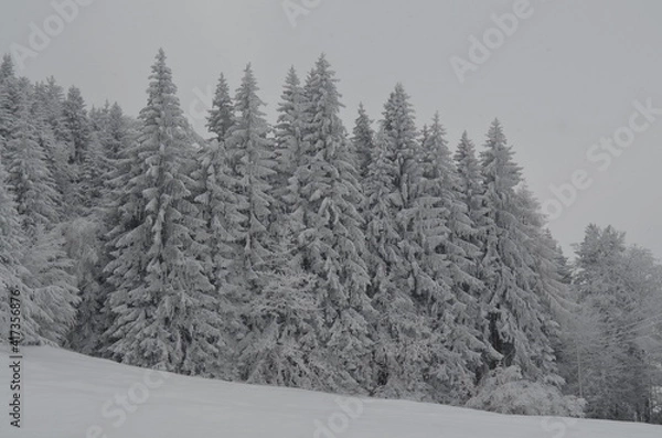 Obraz Der verschneite Wald