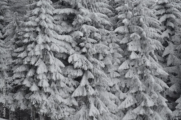 Obraz Bäume voller Schnee
