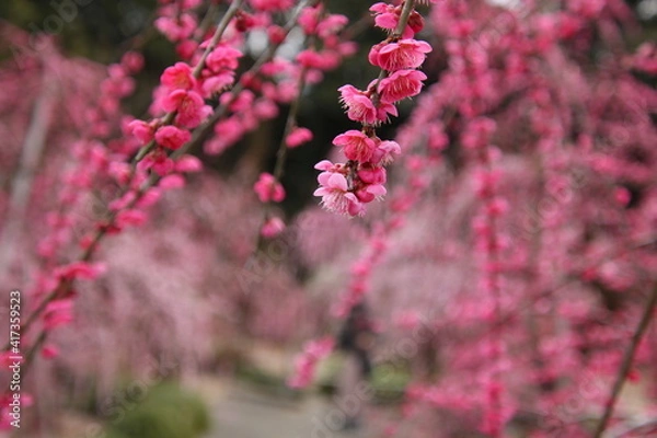 Obraz 紅梅の枝垂れ梅