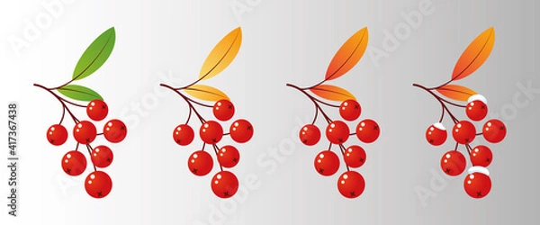 Obraz Four rowan tree branches with leaves and berries for different seasons. Vector illustration mountain ash design