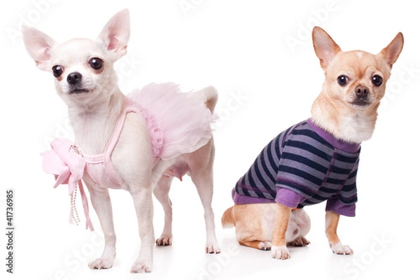 Obraz two chihuahua dressed as holidaymakers