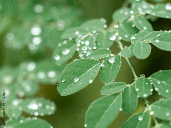 Fototapeta Rain Drops on The Horseradish Tree Leaves