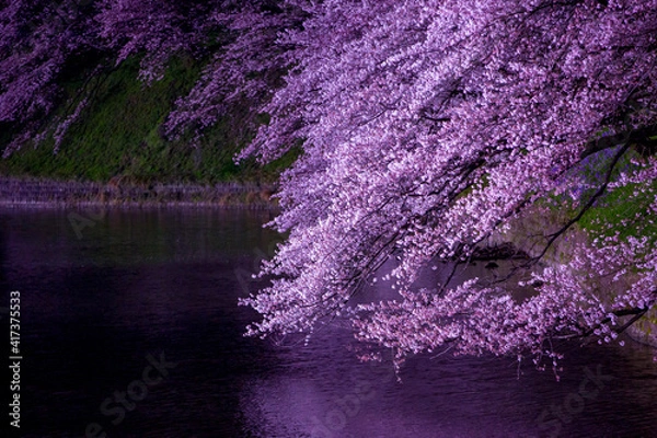 Fototapeta 水面の夜桜　千鳥ヶ淵
