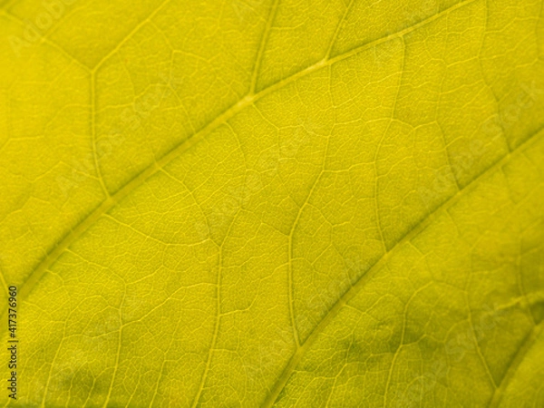 Fototapeta Pattern on The Lecttuce Tree