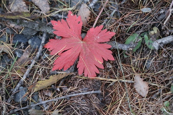 Obraz Feuille d'automne dans le Queyras