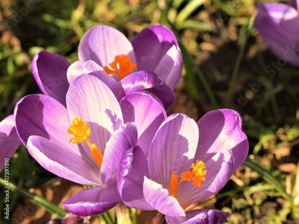 Obraz spring crocus flowers