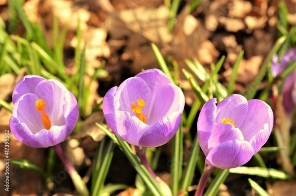 Fototapeta spring crocus flowers