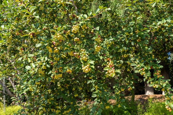 Fototapeta An apple tree with full branches of small yellow apples