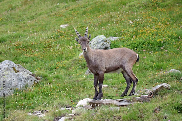 Obraz Jeune bouquetin mâle