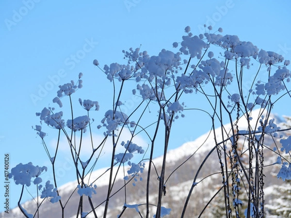 Obraz Ombellifères en hiver