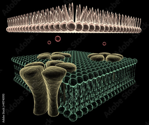 Obraz Ion Channels of a Cell