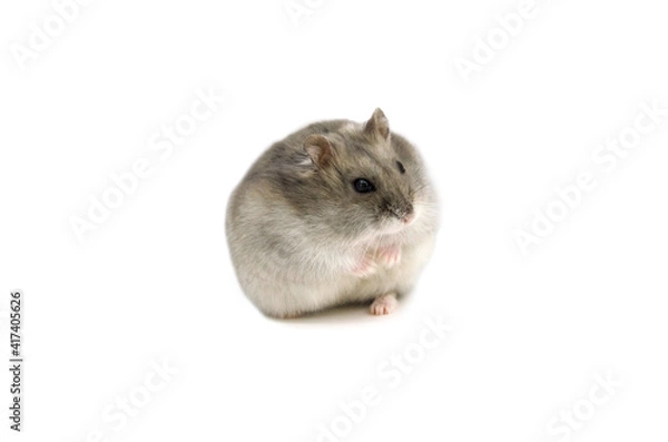 Fototapeta Russian Dwarf Hamster white background