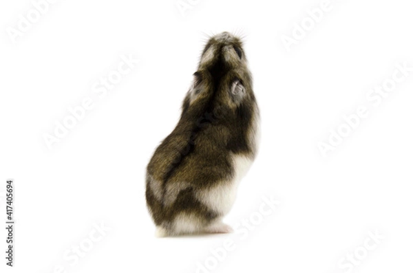 Fototapeta Russian hamster white background
