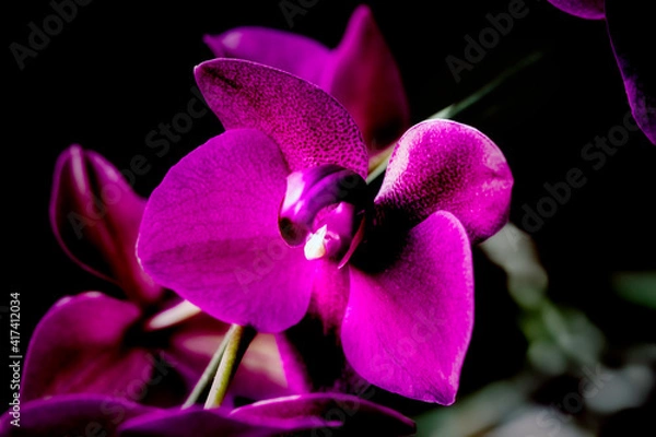 Obraz Orquídea fucsia