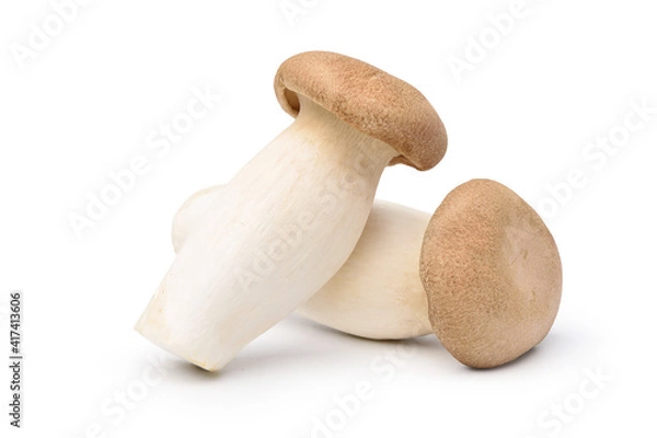 Fototapeta King Oyster mushroom (Pleurotus Eryngii) isolated on white background. Clipping path.