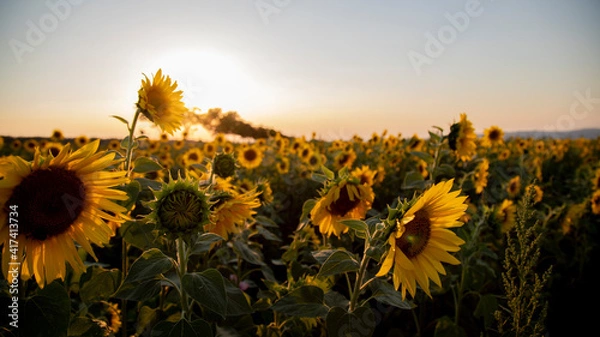 Obraz Sonnenblumen
