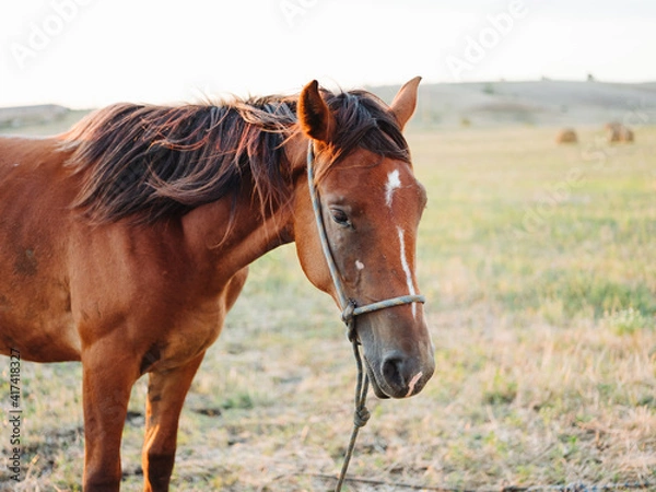 Fototapeta A brown horse grazes on a meadow in a field
