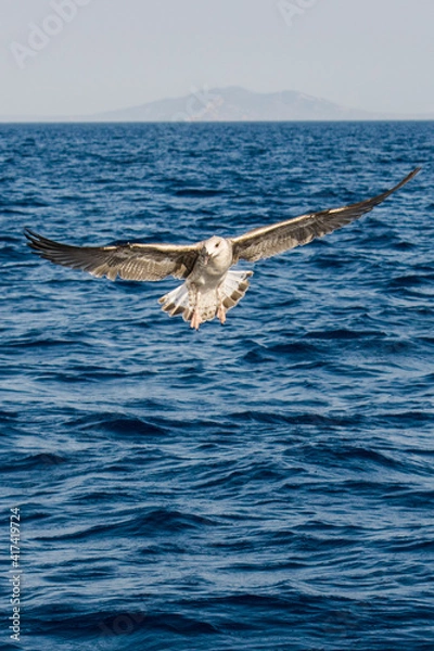 Obraz seagull in flight