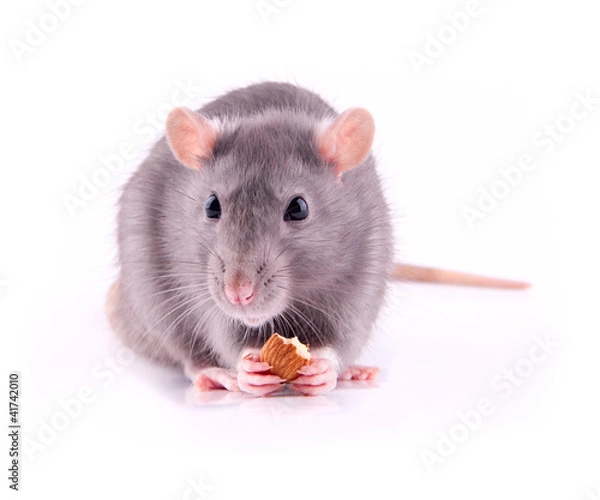 Obraz Rat eating almonds