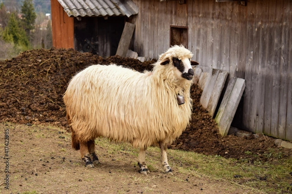 Obraz sheep in the farm