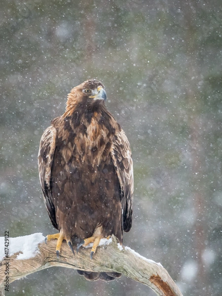 Obraz Golden eagle