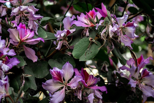 Obraz flores moradas