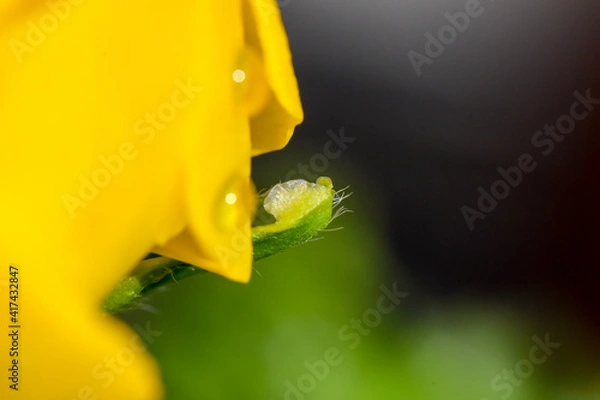 Fototapeta Frühling