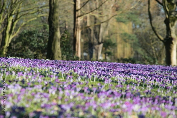Fototapeta Crocus carpet on a meadow in the park
