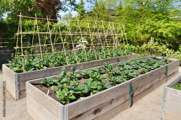 Fototapeta Kitchen Garden