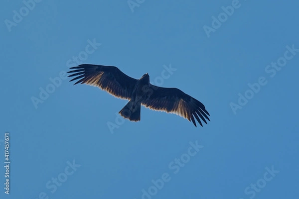 Fototapeta Spotted Eagle