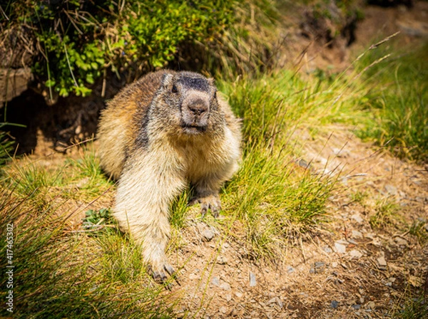 Obraz Very determined groundhog walking towards the camera through a green meadow