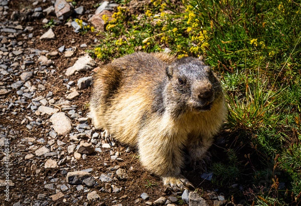 Obraz Cute marmot walking on a trail and looking at the camera
