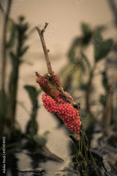 Obraz Huevos de caracol