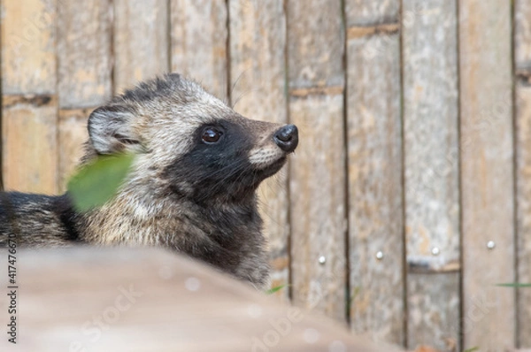 Obraz 空を見上げるタヌキ