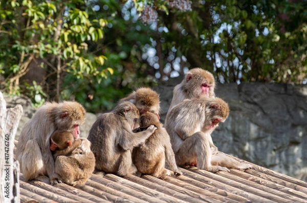 Obraz 仲のいい日本猿