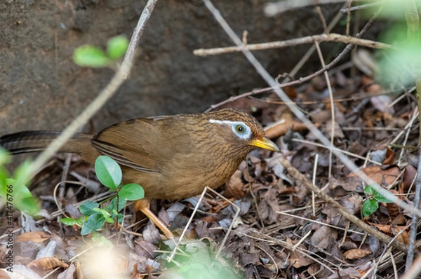 Obraz 歩いている鳥