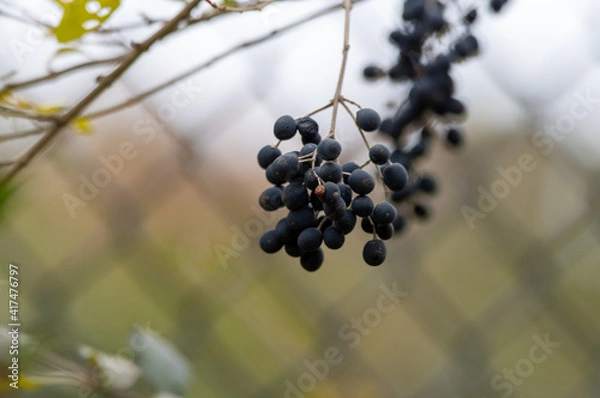 Obraz 野生の木の実