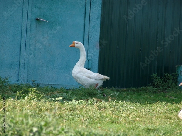 Obraz white goose on the grass